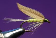 Jimbo Busse 's Fly Pic – Fly dreamers 