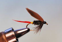 Jimbo Busse 's Fly Picture – Fly dreamers 