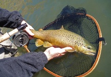 Kevin App 's Fly-fishing Image of a Brown trout – Fly dreamers 