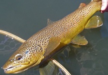 Kevin App 's Fly-fishing Photo of a Brown trout – Fly dreamers 