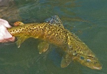 Kevin App 's Fly-fishing Pic of a Brown trout – Fly dreamers 