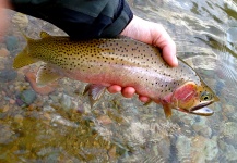 Kimbo May 's Fly-fishing Photo of a Cutthroat – Fly dreamers 