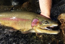  Foto de Pesca con Mosca de Trucha arcoiris por Shane Ritter – Fly dreamers 