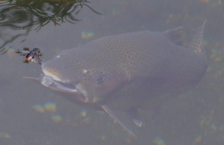 www.lavaguada.cl: Una trucha aprovechando la oportunidad de coger un bocado fácil en las aguas del sur de Chile.