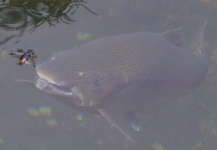 Interesting Fly-fishing Entomology Pic by La Vaguada  Fly Fishing 