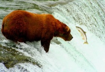 Mikey Wright 's Fly-fishing Catch of a Sockeye salmon – Fly dreamers 