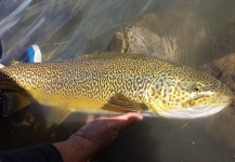Shane Ritter 's Fly-fishing Image of a Tiger Trout – Fly dreamers 