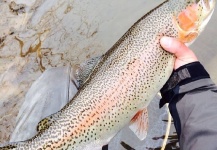 Tom Niedbala 's Fly-fishing Pic of a Rainbow trout – Fly dreamers 