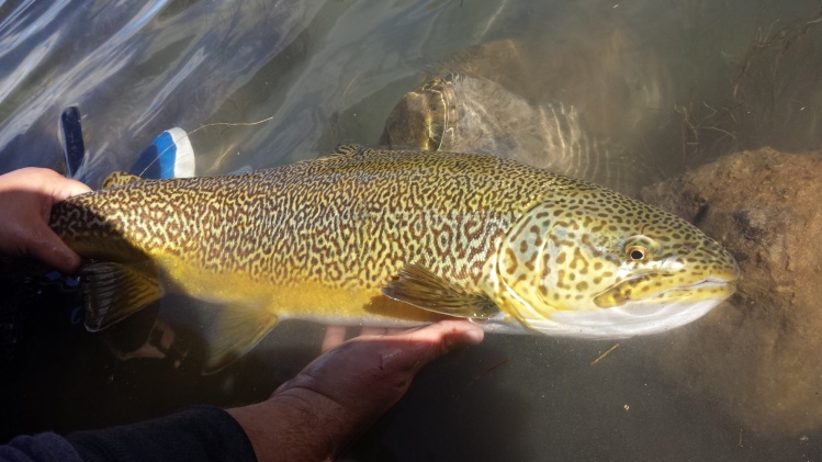 a beautiful 26" tiger trout