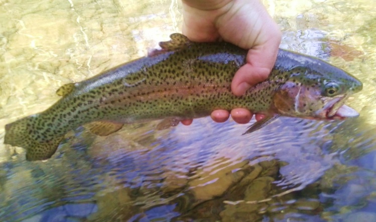 Big North River Bow, 15.5"