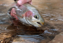  Foto de Pesca con Mosca de Trucha arcoiris por Wendell Baer – Fly dreamers 