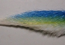 Fly-tying for False Albacore - Little Tunny -  Image shared by Jack Denny – Fly dreamers