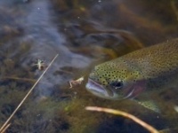 Fly fishing picture