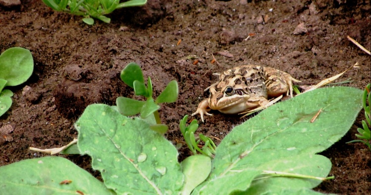 Rana Criolla en la barranca del río. Manjar de dorados y tarariras.