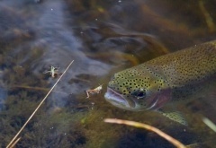 La dinámica de las posturas de los peces en el río -