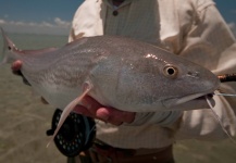 Ben Paschal 's Fly-fishing Photo of a Redfish – Fly dreamers 