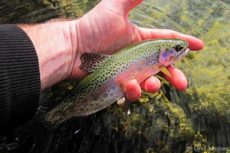 Fly-fishing Picture of Rainbow trout shared by Uros Kristan – Fly