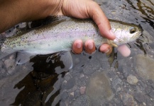  Captura en Pesca con Mosca de Trucha arcoiris por Eduardo Niklison – Fly dreamers