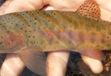  Imagen de Pesca con Mosca de Cutthroat por Shane Ritter – Fly dreamers