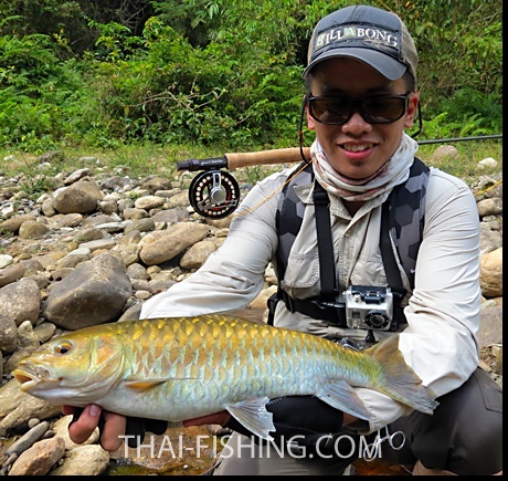 Blue Mahseer (Stracheyi Mahseer)
More info about our Mahseer Fly fishing trips to some of the most beautiful and pristine jungle water in Thailand, please visit <a href="https://www.thai-fishing.com">https://www.thai-fishing.com</a>