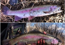 Matt Jaeger 's Fly-fishing Photo of a Rainbow trout – Fly dreamers 