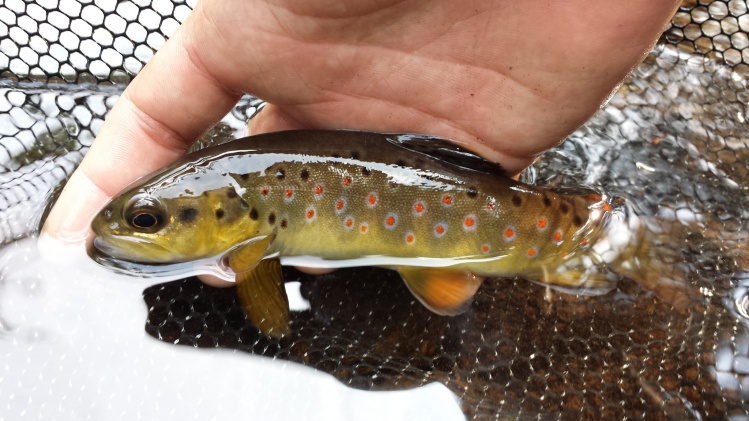 although tiny, this brown was located at 8,000ft in a tiny creek, less than a 1ft wide