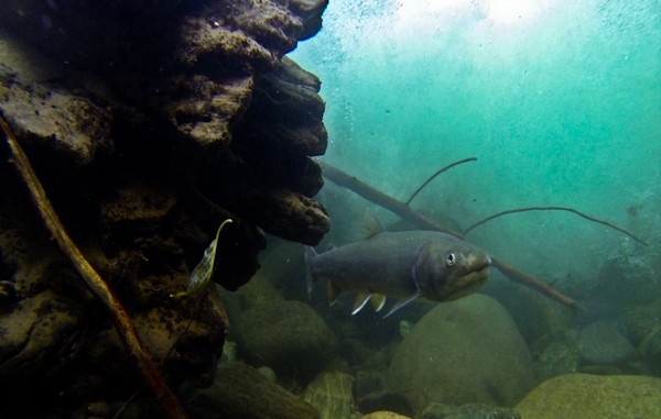 Bull Trout and woody debris.
Video: <a href="https://vimeo.com/89473929">https://vimeo.com/89473929</a>