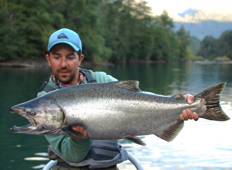 Con un poco de suerte y paciencia, pude dar con este hermoso ejemplar de salmón Rey, Fue en el rio Petrohue, en el pozon  La Codicia, El equipo utilizado, caña de dos manos #7 linea tipo level T17 y mosca alaskabou en color rosa. Una experiencia única... 