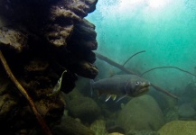  Captura de Pesca con Mosca de Bull trout por Russ R – Fly dreamers