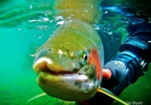  Imagen de Pesca con Mosca de Trucha arcoiris compartida por Ted Bryant – Fly dreamers