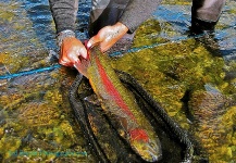  Imagen de Pesca con Mosca de Trucha arcoiris por Ted Bryant – Fly dreamers