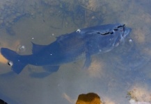 Chris Courier 's Fly-fishing Photo of a largemouth black bass – Fly dreamers 