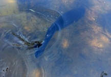 Chris Courier 's Fly-fishing Pic of a lakseabbor – Fly dreamers 