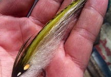Fly for Striped Bass by Jason Taylor – Fly dreamers 