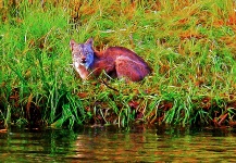 Great Fly-fishing Situation of Grayling - Photo shared by Ted Bryant – Fly dreamers 