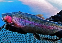 Ted Bryant 's Fly-fishing Image of a Rainbow trout – Fly dreamers 