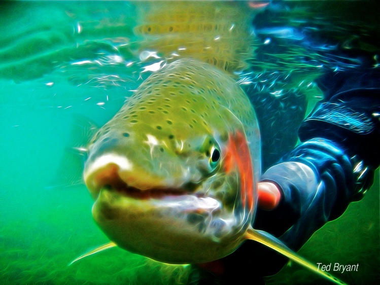 Catch &amp; Release ............ www.tedbryantphotography.com