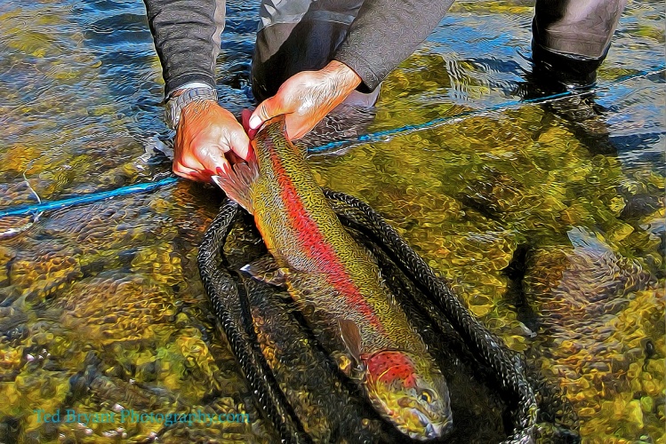 Red Stripe ................................. www.tedbryantphotography.com