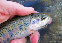 Dreta river ... Fly fishing in Slovenia