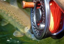  Foto de Pesca con Mosca de von Behr trout por Musicarenje.net  - Murino – Fly dreamers 