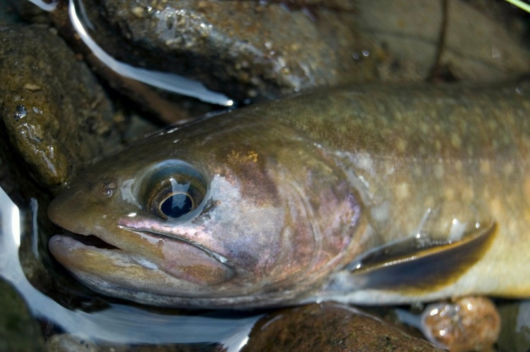 Japanese char(Salvelinus leucomaenis)