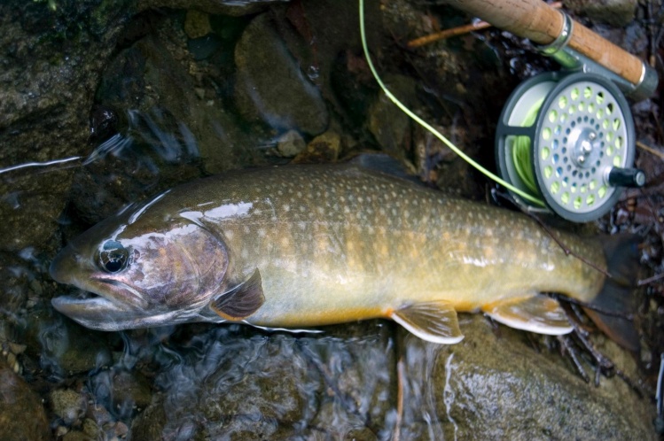 Japanese char(Salvelinus leucomaenis)