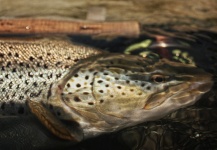 Edu Cesari 's Fly-fishing Pic of a Brown trout – Fly dreamers 