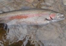 Fly-fishing Photo of Steelhead shared by Perry Lisser – Fly dreamers 