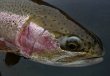 Jeremy Treweek 's Fly-fishing Photo of a Rainbow trout – Fly dreamers 