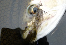 Fly-fishing Pic of Rainbow trout shared by Jeremy Treweek – Fly dreamers 