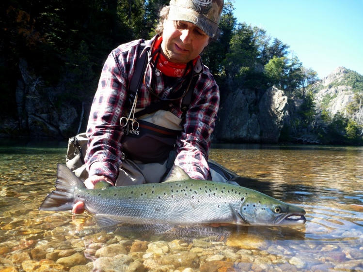 Uno de los salmones encerrados mas perfectos que he pescado. La pesca fue a pez visto,(el pez estaba muy mervioso y arisco) fue con caña ·#5 , leader de 4,80 mts, y tippet 5 x, y un emergente en #14