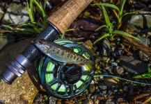  Foto de Pesca con Mosca de Trucha arcoiris compartida por Drew Fuller – Fly dreamers