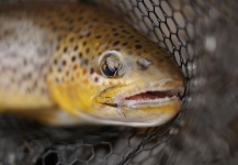 Fly-fishing Photo of Brown trout shared by Jason Wittwer – Fly dreamers 