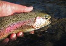 Fly-fishing Pic of Rainbow trout shared by Mountain Made Media – Fly dreamers 